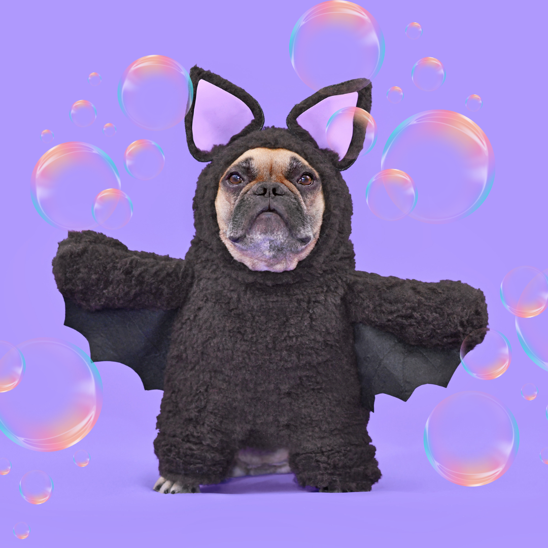 Best Dressed Dog Competition Big Scream